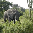 Elefant